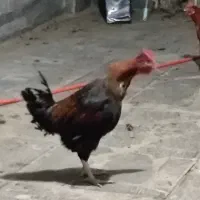 خروس محلی معاوضه با مرغ