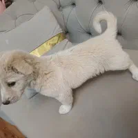 سگ پاکوتاه اشپیتز|سگ|مشهد, پردیس|دیوار