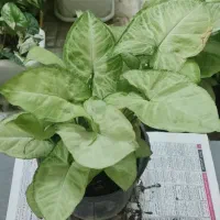 کافیه بپسندی و انتخاب کنی و درب منزلت تحویل بگیری|گل و گیاه طبیعی|شاهینشهر, دهخدا|دیوار