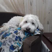 گمشده