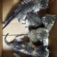 واگذاری بچه گربه