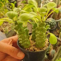 گیاه کاکتوس افوربیا