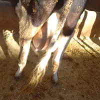 گاو|حیوانات مزرعه|لردگان, |دیوار