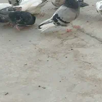 سلام کبوتر گمشده|پرنده|قم, آزادگان|دیوار