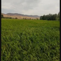 برنج یک میانه ۲تن ‌نیم یک جا