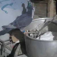 کبوتر قلدور مسافتی