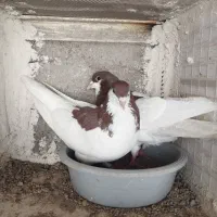 کبوتر پرشی|پرنده|بشاریات, |دیوار