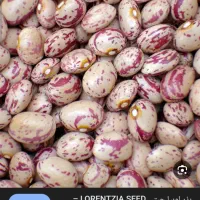 لوبیاچیتی تازه