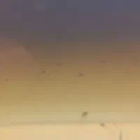 تعداد بالایی بچه فایتر