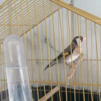 سهره سهره