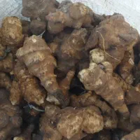 شلغم شیرازی|خوردنی و آشامیدنی|اردبیل, |دیوار