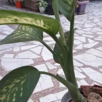 حراج گل|گل و گیاه طبیعی|بابل, |دیوار