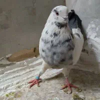 کفتر سوسکی|پرنده|اصفهان, منتظرالمهدی|دیوار