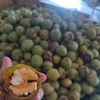 گردو اعلا