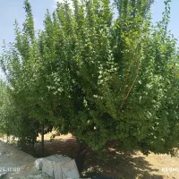 باغشهر پردیس یک دالین.هماشهر|فروش زمین و ملک کلنگی|شیراز, ارم|دیوار
