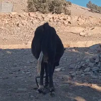 گاو و گوساله|حیوانات مزرعه|مسجد سلیمان, |دیوار