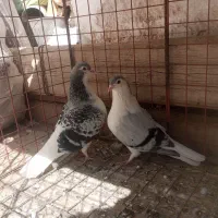 کفتر جفتگاه مگسی روشن و چپ