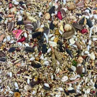 خرید و فروش انواع طوطی سرلاکی|پرنده|ارومیه, |دیوار