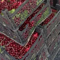 فروش نهال البالو