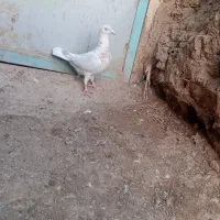 کبوترسار|پرنده|جوین, |دیوار