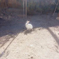 خرگوش|موش و خرگوش|چناران, |دیوار