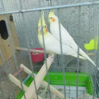 عروس پاریس هلندی|پرنده|اهواز, گلدشت|دیوار