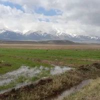 مرغ و خروس لاری