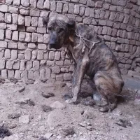 واگذاری سگ دورشت|سگ|کاشمر, |دیوار