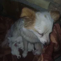 آشپتیزبا۴تابچه بخونید