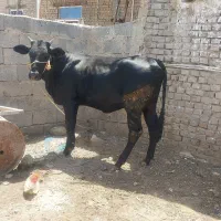 گوساله ماده