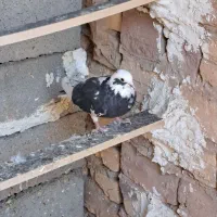 کبوتر آماده جلد کردن