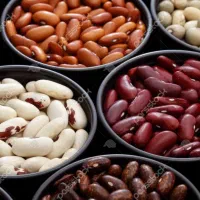 فروش عمده لوبیا