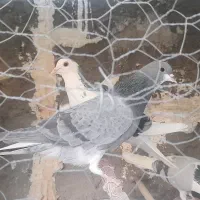 نر فولادی سر قدیم و نر خرقه|پرنده|برخوار, |دیوار