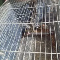 سره|پرنده|ماهیدشت, |دیوار