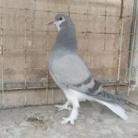 جوجه ابری|پرنده|اصفهان, ملاصدرا|دیوار