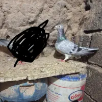 کفتر