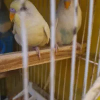 عروس هلندی .فنچ .مرغ عشق|پرنده|بجنورد, |دیوار