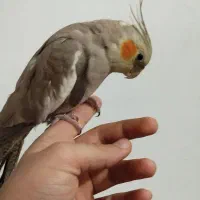 جفت عروس هلندی فول اهلی با قفس|پرنده|ارومیه, |دیوار