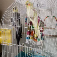 جفت عروس طوطی|پرنده|محمدیه-قزوین, |دیوار