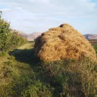 فروش یونجه خالص و بزرگ و مرغوب|حیوانات مزرعه|خوی, |دیوار