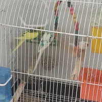مرغ عشق نرماده فنچ نرماده