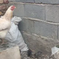 جوجه ۱ ماهه سالم وسرحال|حیوانات مزرعه|آق قلا, |دیوار