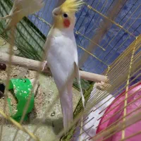 عروس هلندی نر مست|پرنده|مشکین‌دشت, |دیوار