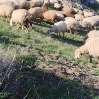 پنچاه راس گوسفند مغانی بره دار یلینی|حیوانات مزرعه|انگوت, |دیوار