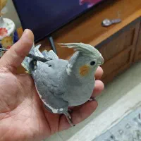 عروس هلندی|پرنده|تهران, جوادیه|دیوار