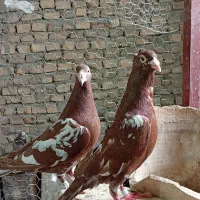 جوجه میولمنز و پلاکی