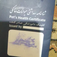 سگ پامر اشپیتیز|سگ|خرمشهر, |دیوار