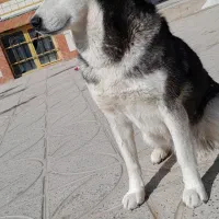 سگ حاسکی|سگ|مشهد, انقلاب|دیوار