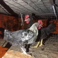 جوجه/مرغ/خروس/محلی