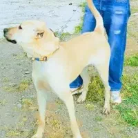 سگ سراب|سگ|کرمانشاه, |دیوار